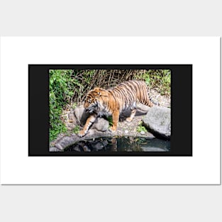 Tiger walking by the pond Posters and Art